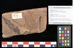 Foto (Objekt + Etikett) von Quercus palaeoilex Ettingshausen (NHMW-GEO-2024-0188-0877)